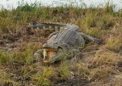 Felix Houphouet-Boigny's sacred crocodile living in the artificial lake of the presidential palace, Région des Lacs, Yamoussoukro, Ivory Coast
