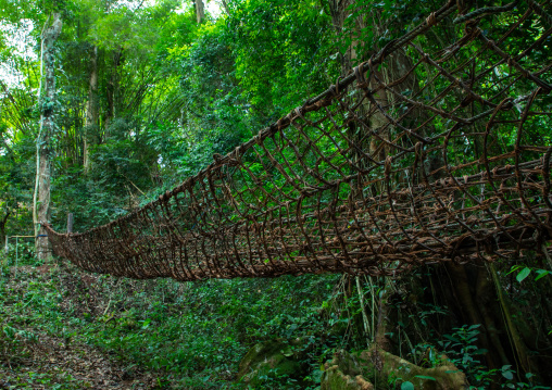 Liana bridge in the forest, Tonkpi Region, Man, Ivory Coast