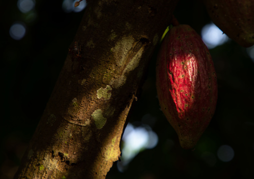 Red cocoa pod on the tree, Région des Lacs, Yamoussoukro, Ivory Coast