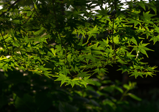 Garden of kyu asakura traditional japanese house from taisho era, Kanto region, Tokyo, Japan