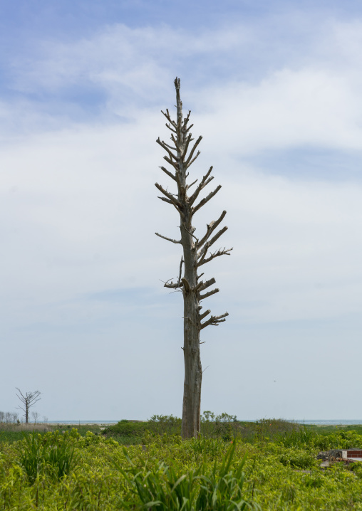 Lonely tree in the highly contaminated area after the daiichi nuclear power plant irradiation and the tsunami, Fukushima prefecture, Futaba, Japan