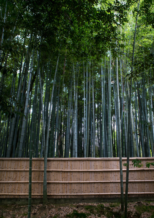 Bamboos in in koto-in zen buddhist temple in daitoku-ji, Kansai region, Kyoto, Japan