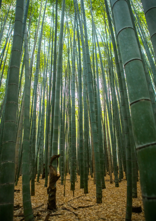 Arashiyama bamboo grove, Kansai region, Arashiyama, Japan