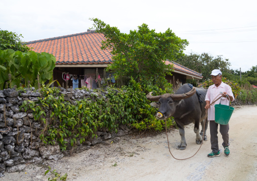 Japanses man passing in front of a house with a buffalo, Yaeyama Islands, Taketomi island, Japan
