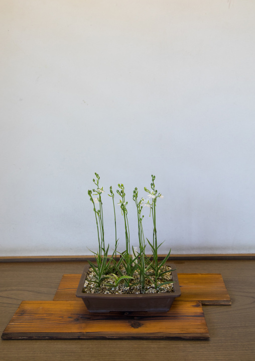 Zen like plant in a pot, Hypgo Prefecture, Himeji, Japan