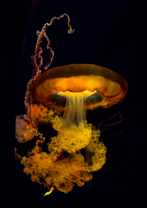 Jellyfish with tentacles swimming in Kaiyukan aquarium, Kansai region, Osaka, Japan