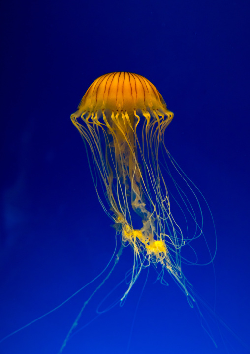 Brown jellyfish with tentacles swimming in Kaiyukan aquarium, Kansai region, Osaka, Japan