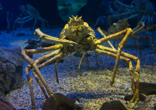 Giant crab from russia in Kaiyukan aquarium, Kansai region, Osaka, Japan