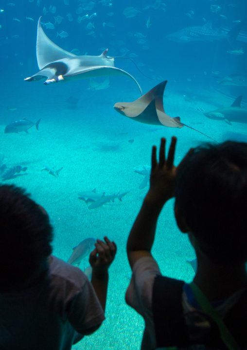 Children watching mantas ray in Kaiyukan aquarium, Kansai region, Osaka, Japan