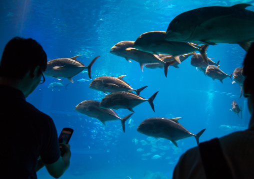 Silhouettes people watchingt fishes in Kaiyukan aquarium, Kansai region, Osaka, Japan