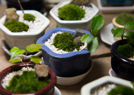Yutaka Imada shop selling moss, Kansai region, Osaka, Japan