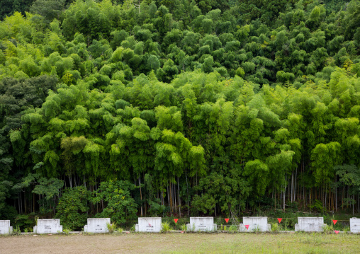 Parking in front of a bamboo forest, Izu peninsula, Izu, Japan
