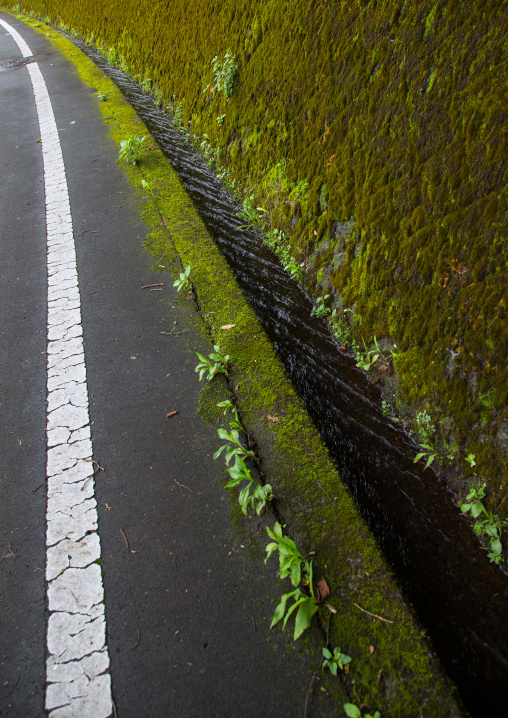 Moss covering a wall, Izu peninsula, Izu, Japan