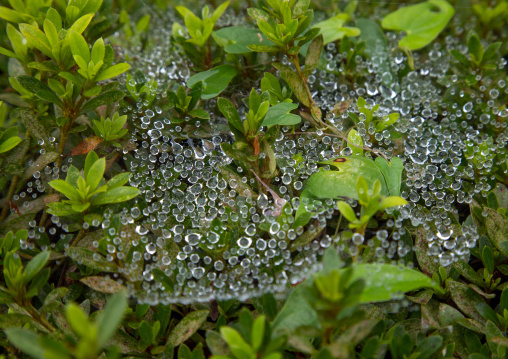 Dew water drops in the morning on a spider net, Izu peninsula, Izu, Japan