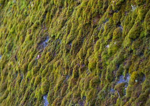Moss covering a wall, Izu peninsula, Izu, Japan