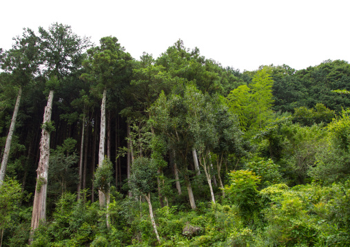 Bamboo forest and trees, Izu peninsula, Izu, Japan