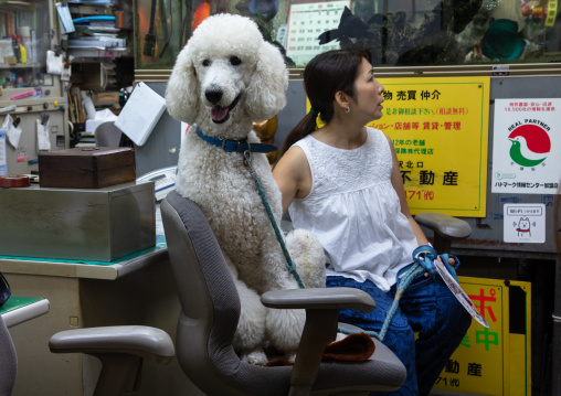 Portrait of big poodle sitting on chair, Kanto region, Tokyo, Japan