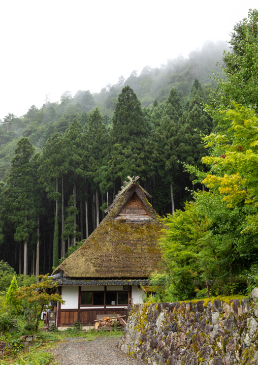 Thatched roofed houses in a traditional village against a bamboo forest, Kyoto Prefecture, Miyama, Japan