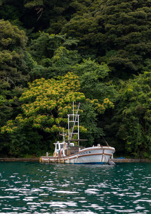 Fishermen boat against bamboo forest, Kyoto prefecture, Ine, Japan