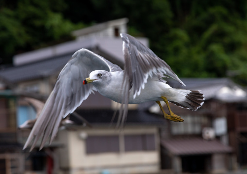 Seagull flying, Kyoto prefecture, Ine, Japan