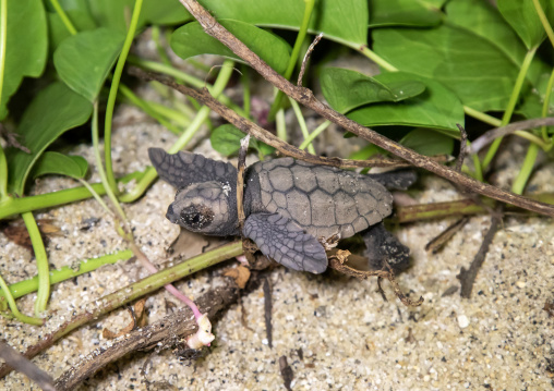 Newborn loggerhead sea turtle on Kurio beach, Kagoshima Prefecture, Yakushima, Japan