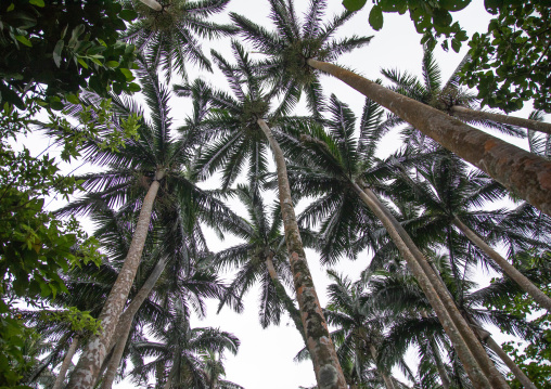 Yaeyama palm tree grove, Yaeyama Islands, Ishigaki-jima, Japan