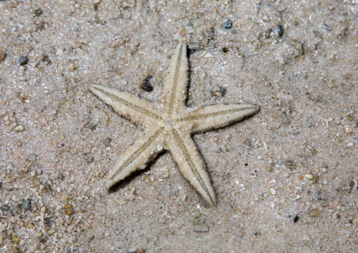 Starfish on beach in Kabira bay, Yaeyama Islands, Ishigaki-jima, Japan