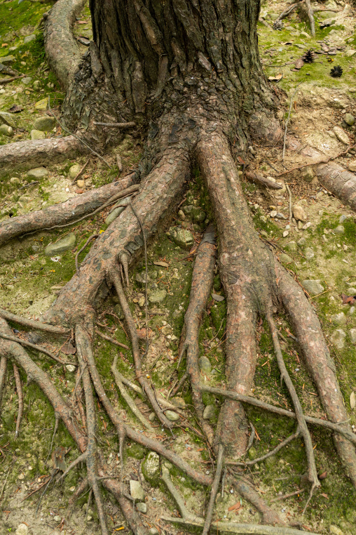 Tree roots in Kenroku-en garden, Ishikawa Prefecture, Kanazawa, Japan