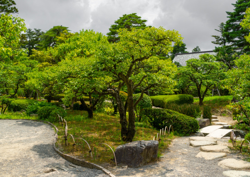 Plum grove in Kenroku-en garden, Ishikawa Prefecture, Kanazawa, Japan
