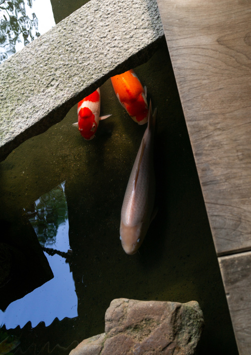 Pond koi carps in nomura family samurai house, Ishikawa Prefecture, Kanazawa, Japan