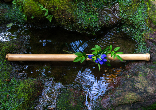 Bamboo stick with blue flowers on a pond in a japanese garden, Ishikawa Prefecture, Kanazawa, Japan