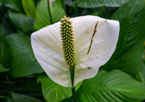 Spathiphyllum in the Kyoto botanical garden, Kansai region, Kyoto, Japan