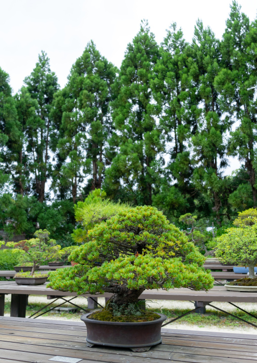 Bonsai trees in the botanic garden, Kansai region, Kyoto, Japan