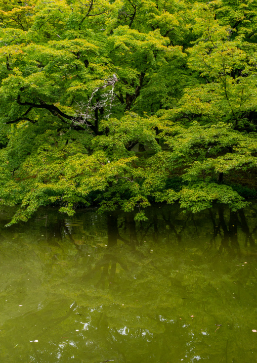 Pond in the botanic garden, Kansai region, Kyoto, Japan