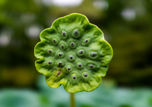 Dried lotus pod, Kansai region, Kyoto, Japan