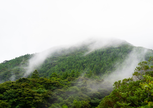 Floating fog on a hill in Yakusugi land, Kagoshima Prefecture, Yakushima, Japan