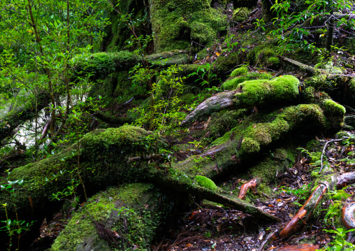 Tree roots with moss in Yakusugi land, Kagoshima Prefecture, Yakushima, Japan