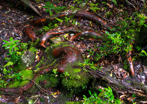 Tree roots with moss in Yakusugi land, Kagoshima Prefecture, Yakushima, Japan