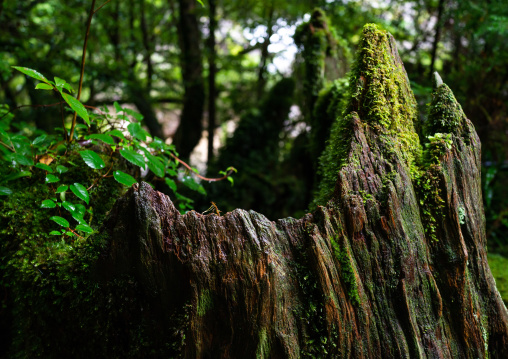 Broken tree trunk in Yakusugi land, Kagoshima Prefecture, Yakushima, Japan