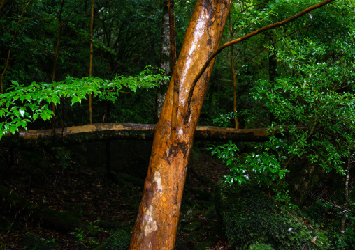 Cedars tree in Yakusugi land, Kagoshima Prefecture, Yakushima, Japan