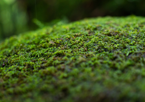 Moss in Yakusugi land, Kagoshima Prefecture, Yakushima, Japan