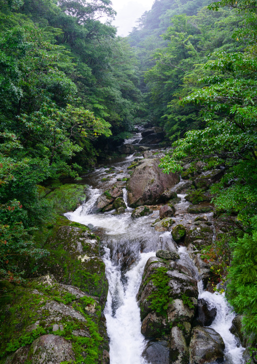 River in Yakusugi land, Kagoshima Prefecture, Yakushima, Japan