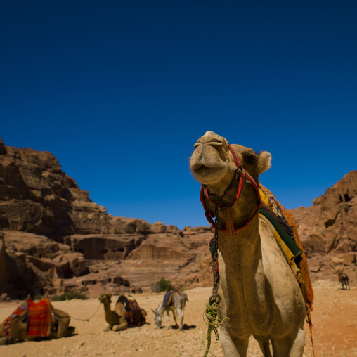 Decorated Camels In Petra, Jordan