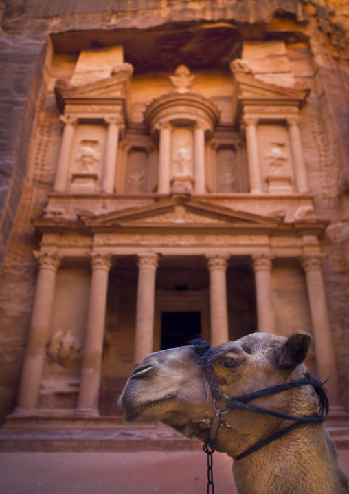Camel In Front Of Al Khazneh Treasury Ruins, Petra, Jordan