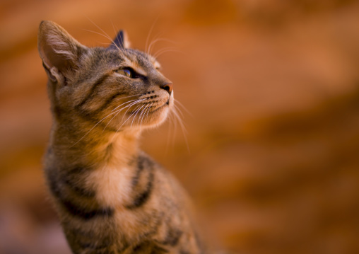 Cat In Petra, Jordan