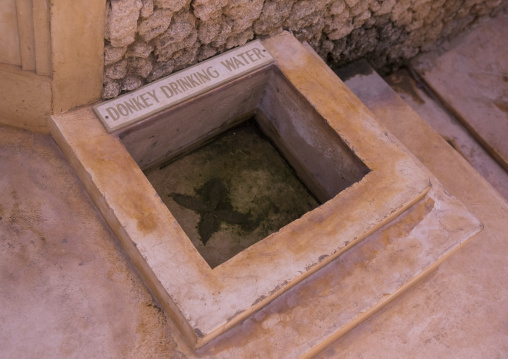 Donkey drinking water in the street, Lamu county, Shela, Kenya