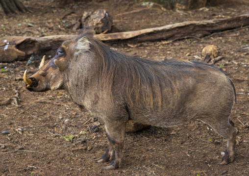 Cape warthog (phacochoerus aethiopicus), Laikipia county, Mount kenya, Kenya