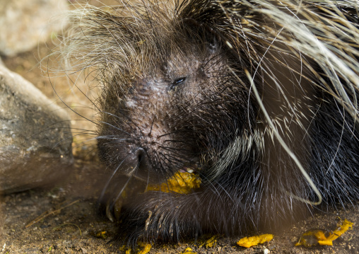 Crested porcupine (hystrix cristata), Laikipia county, Mount kenya, Kenya