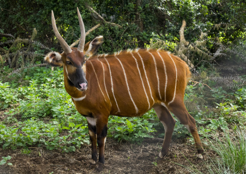 Mountain bongo (tragelaphus eurycerus isaaci) male part of captive breeding program for reintroduction into native habitat, Laikipia county, Mount kenya, Kenya