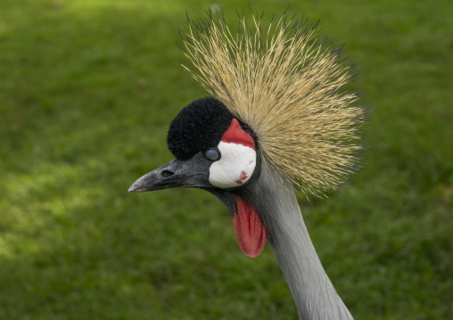 Black crowned craneblack-crowned crane (balearica pavonina), Laikipia county, Mount kenya, Kenya